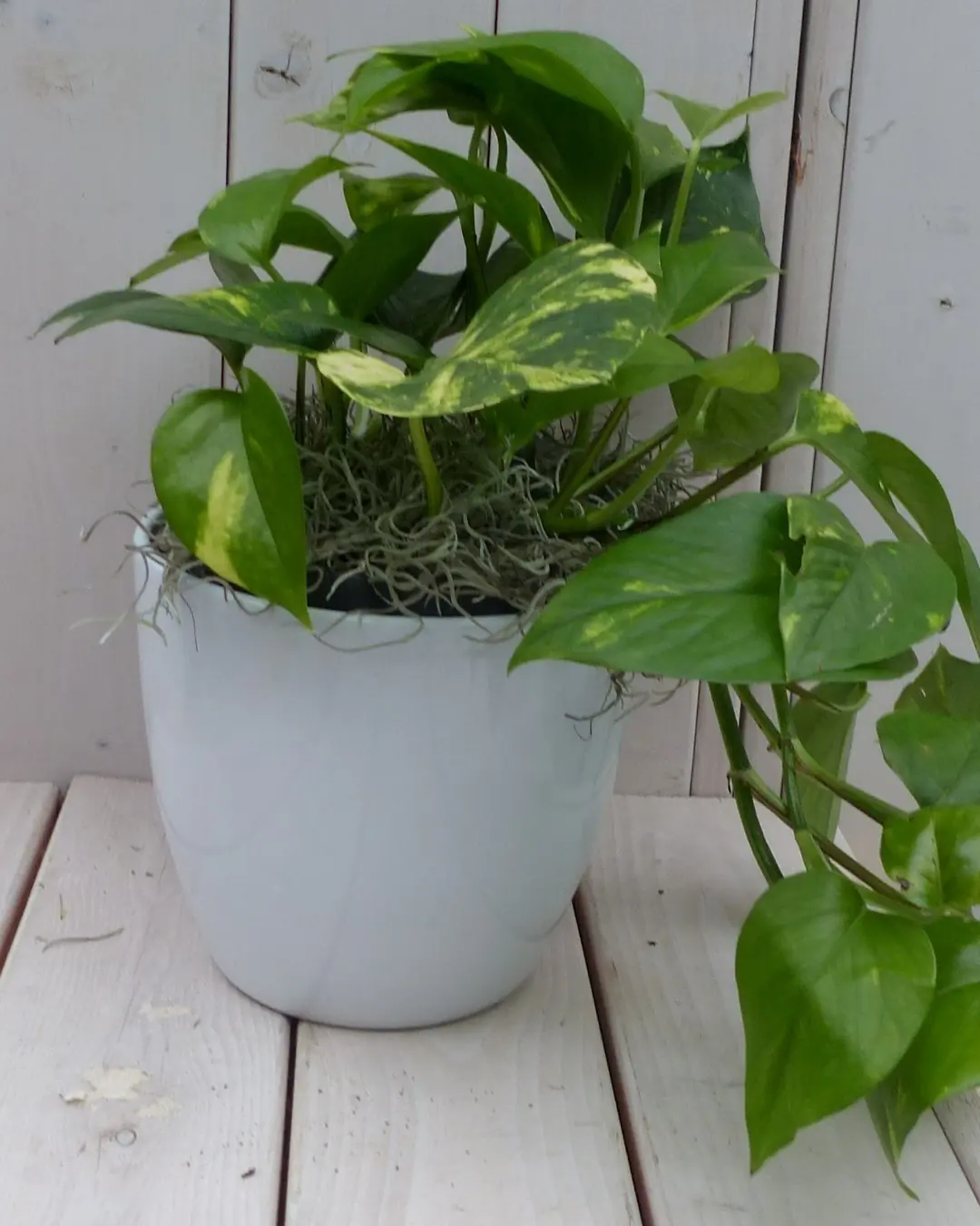 Epipremnum geelgroen witte pot 25 cm Warentuin Natuurlijk