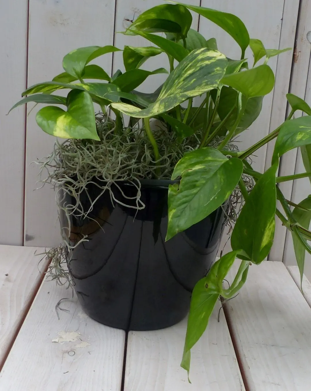 Epipremnum geelgroen zwarte/antraciete pot 25 cm Warentuin Natuurlijk
