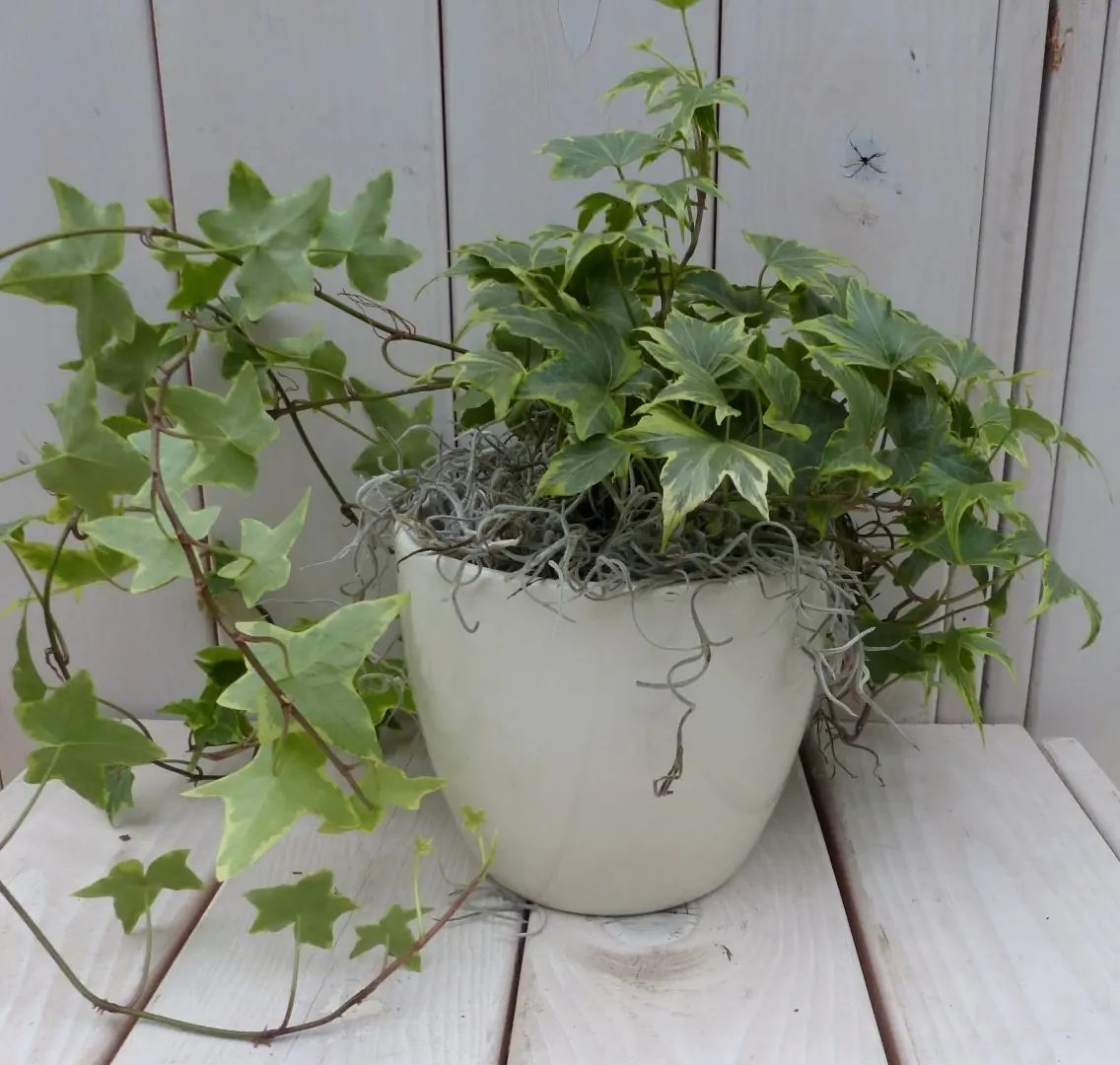 Klimop Hedrea bont creme pot 25 cm Warentuin Natuurlijk