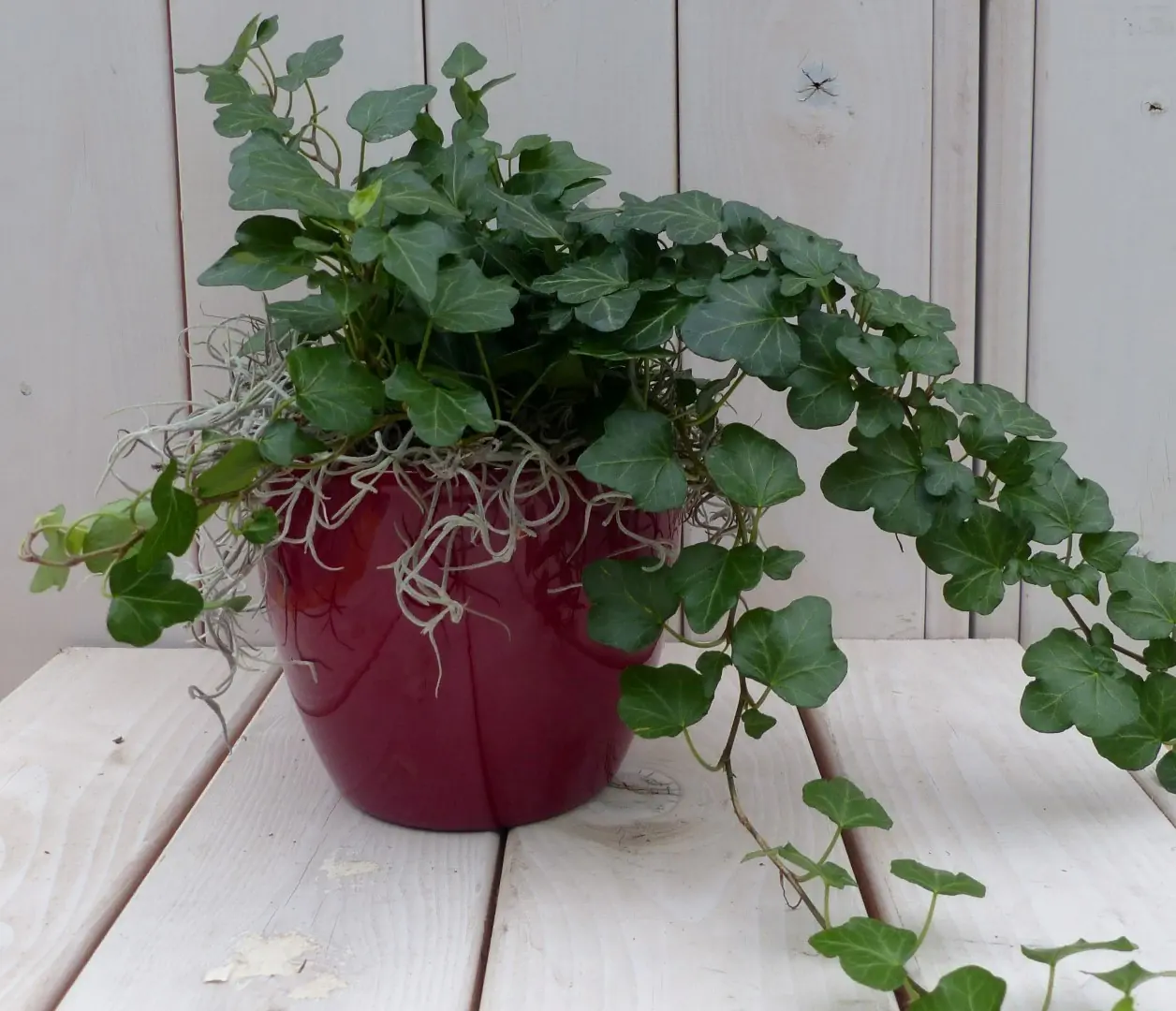 Klimop Hedrea donkergroen rode pot 25 cm Warentuin Natuurlijk
