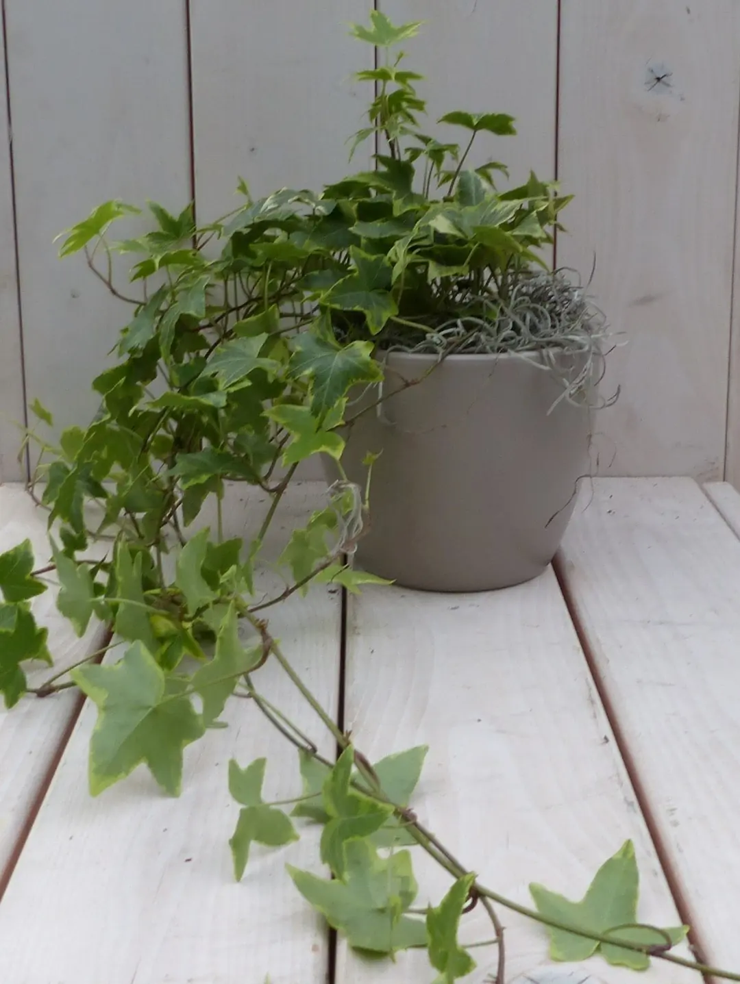 Klimop Hedrea bont taupe pot 25 cm Warentuin Natuurlijk