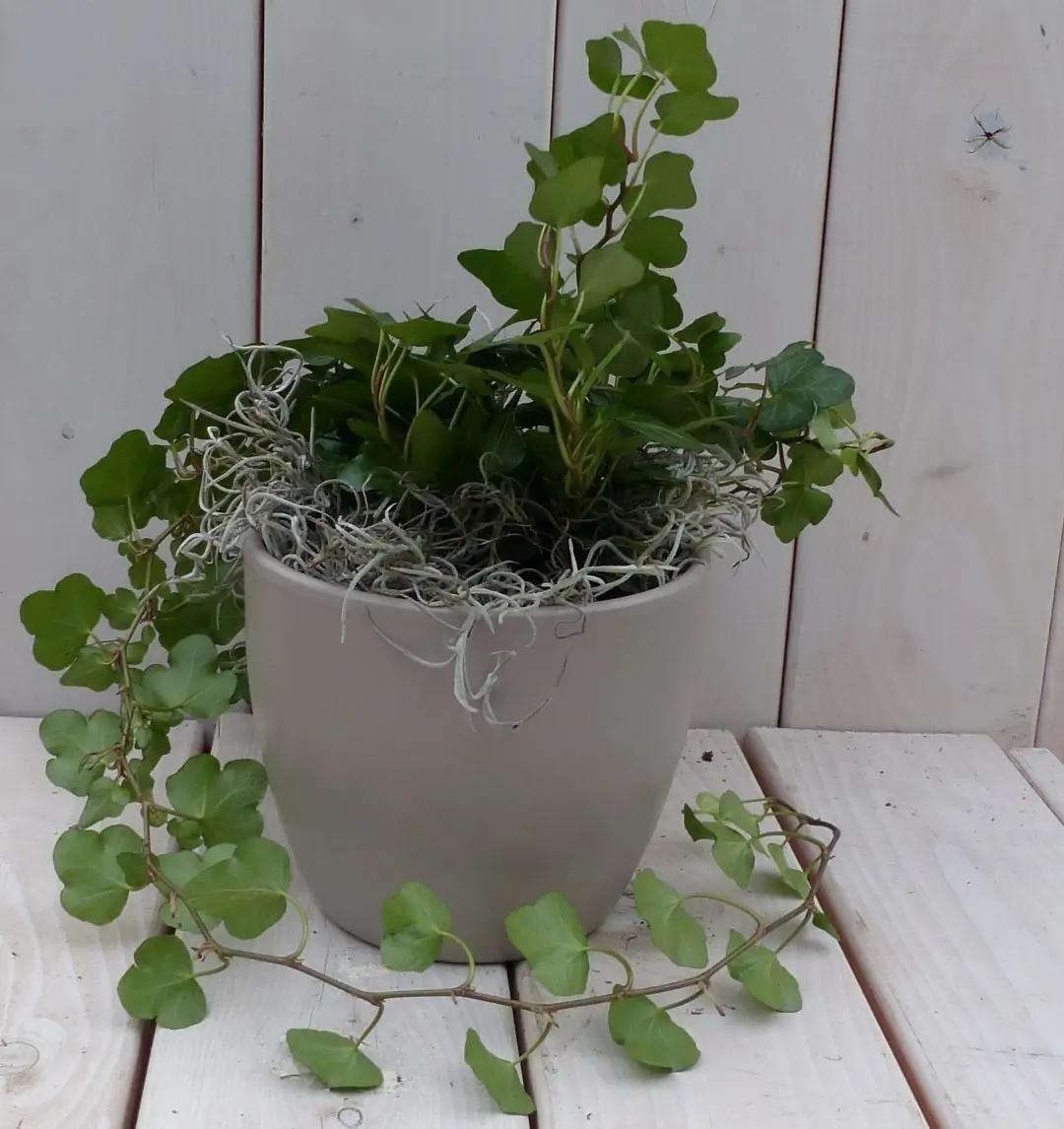 Klimop Hedrea donkergroen taupe pot 25 cm Warentuin Natuurlijk