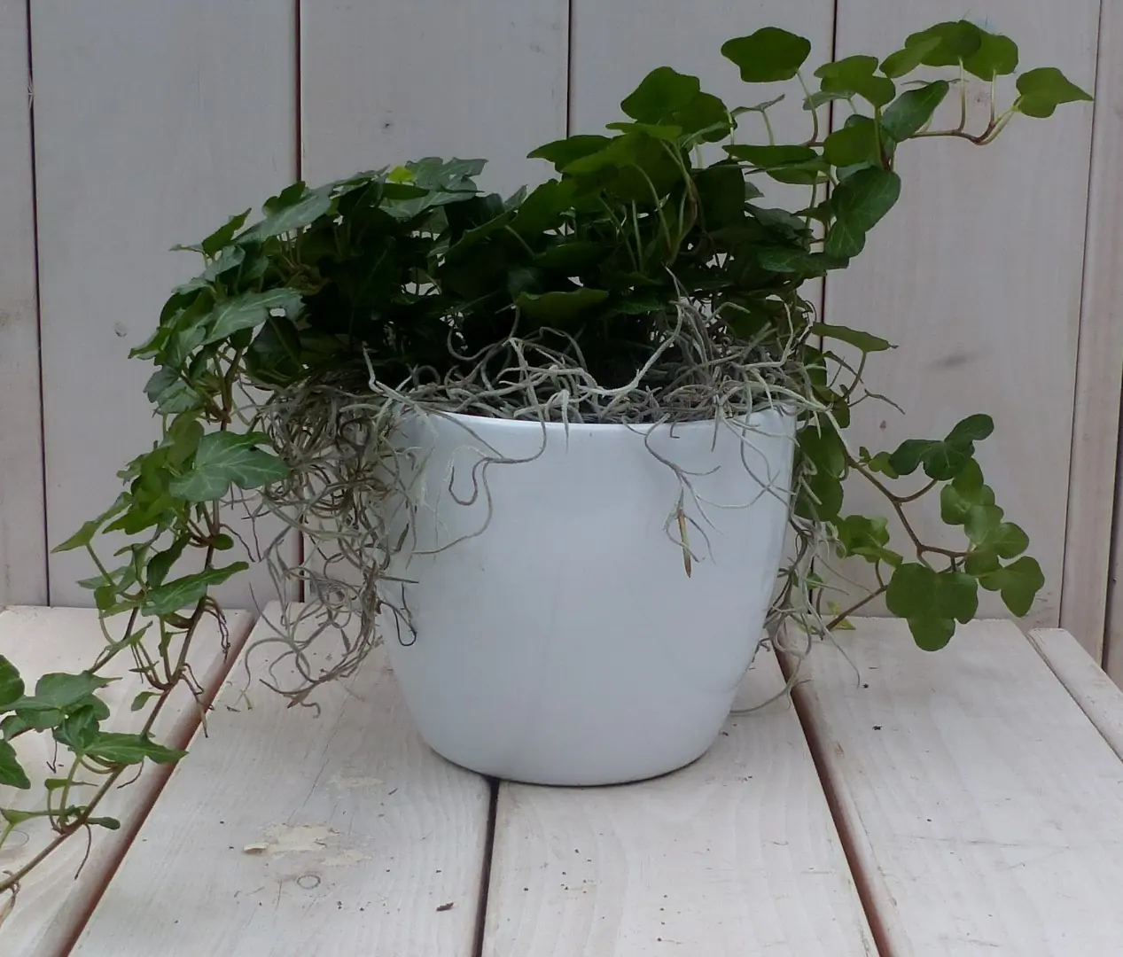 Klimop Hedrea donkergroen witte pot 25 cm Warentuin Natuurlijk