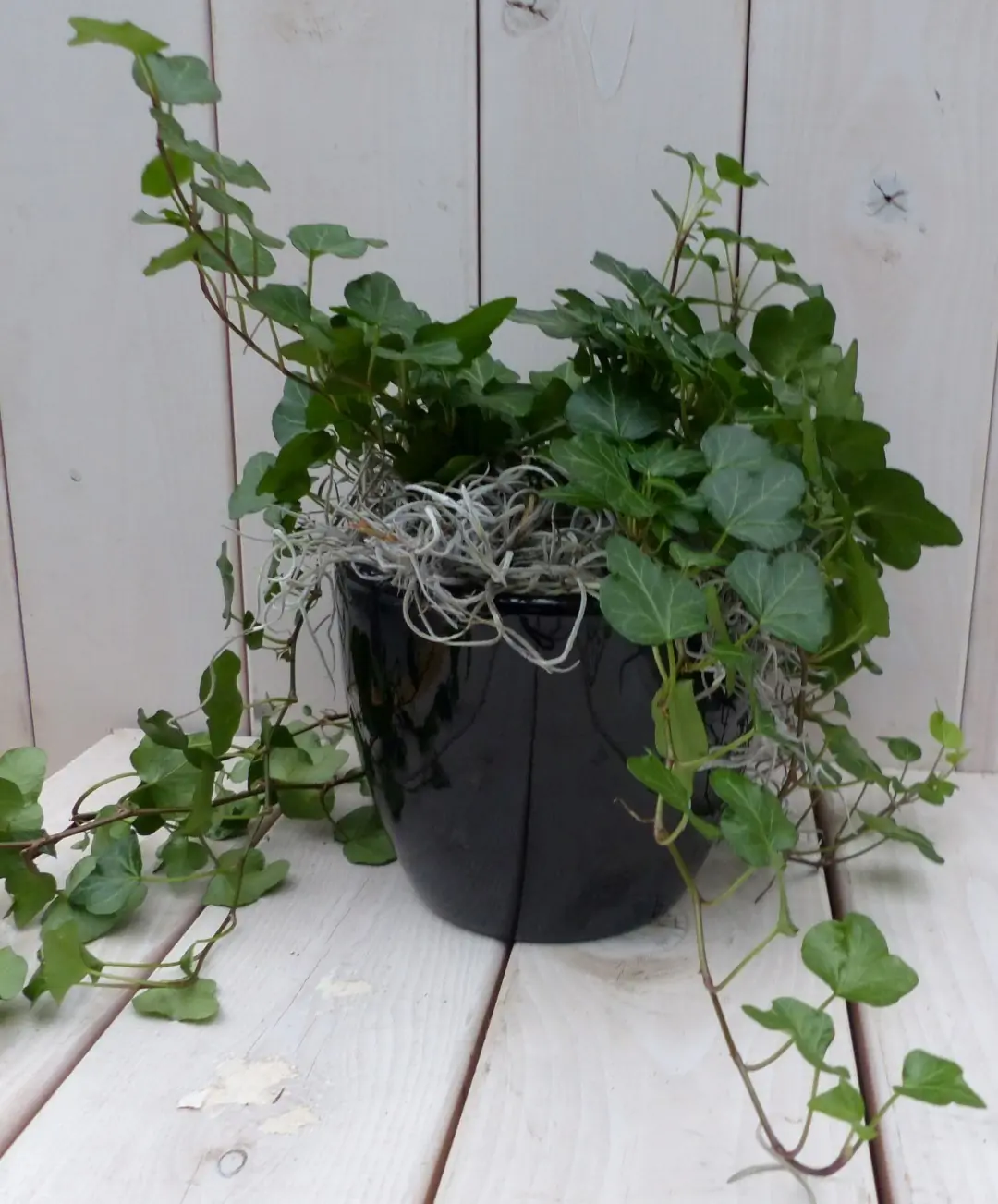 Klimop Hedrea donkergroen zwarte/antraciete pot 25 cm Warentuin Natuurlijk
