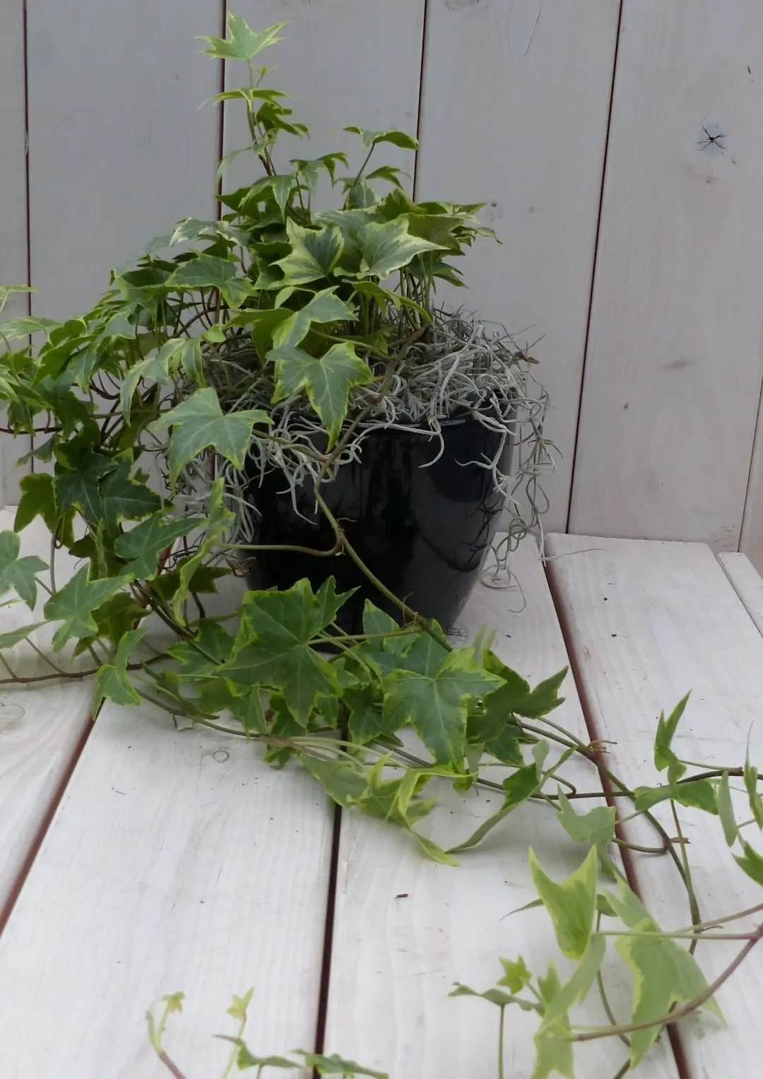 Klimop Hedrea bont zwarte/antraciete pot 25 cm Warentuin Natuurlijk