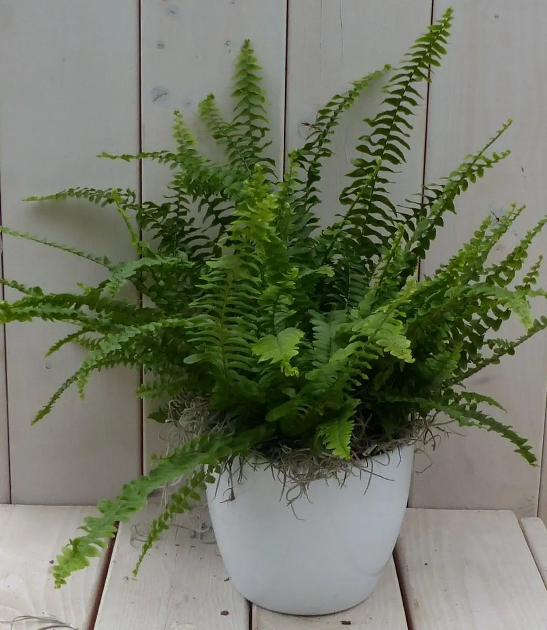 Koningsvaren witte pot 30 cm Warentuin Natuurlijk
