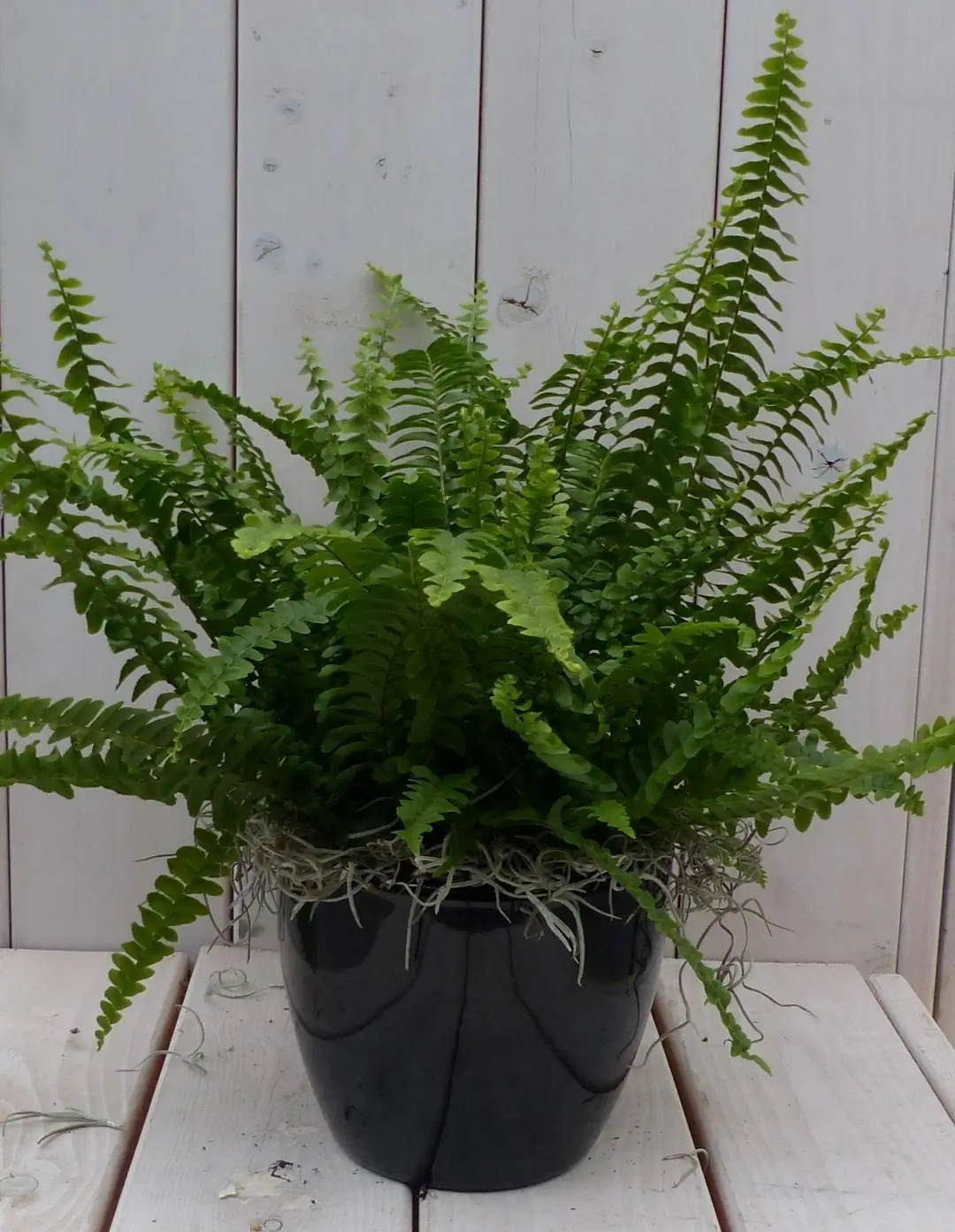 Koningsvaren zwarte/antraciete pot 30 cm Warentuin Natuurlijk