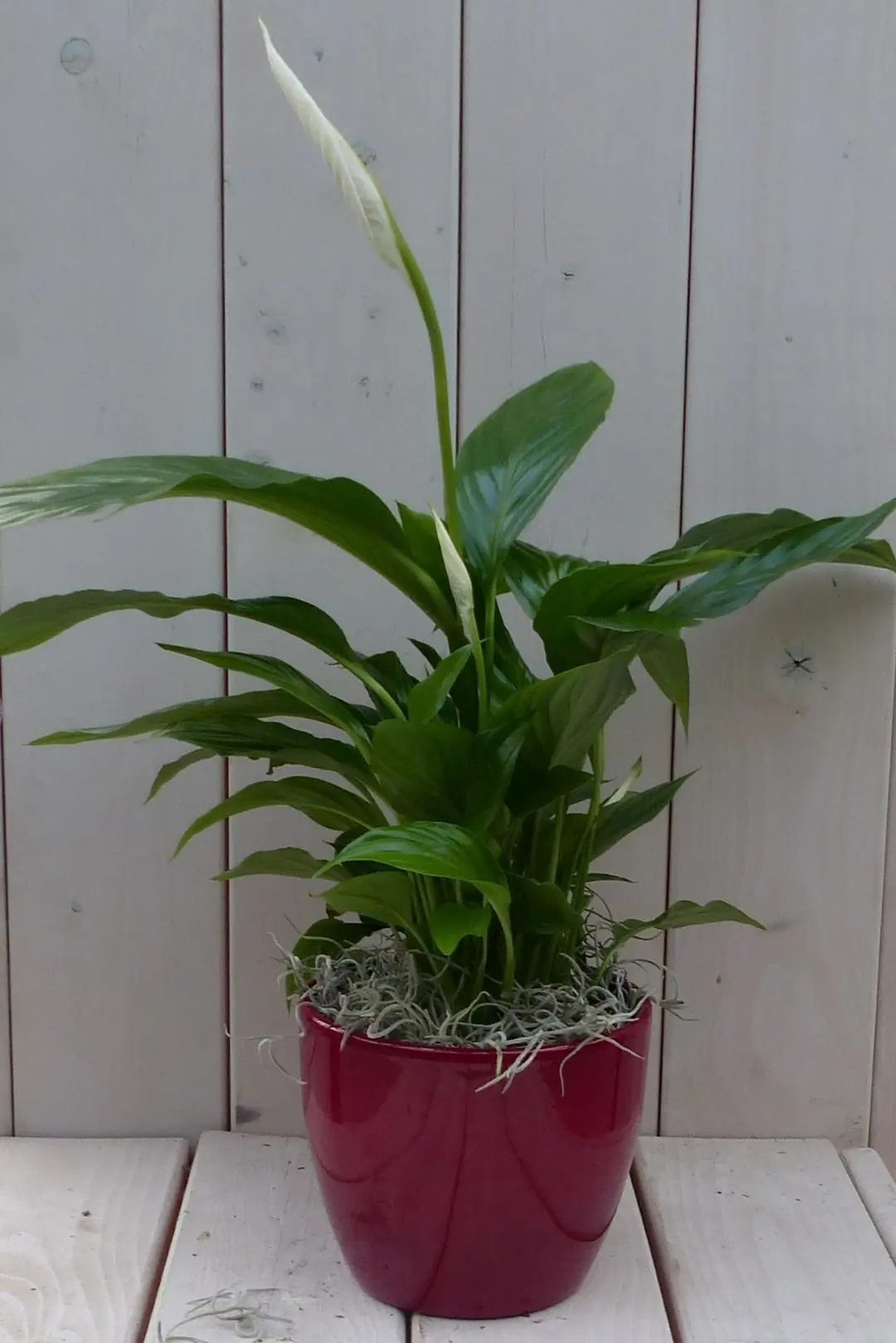 Lepelplant Spathiphyllum rode pot 40 cm Warentuin Natuurlijk