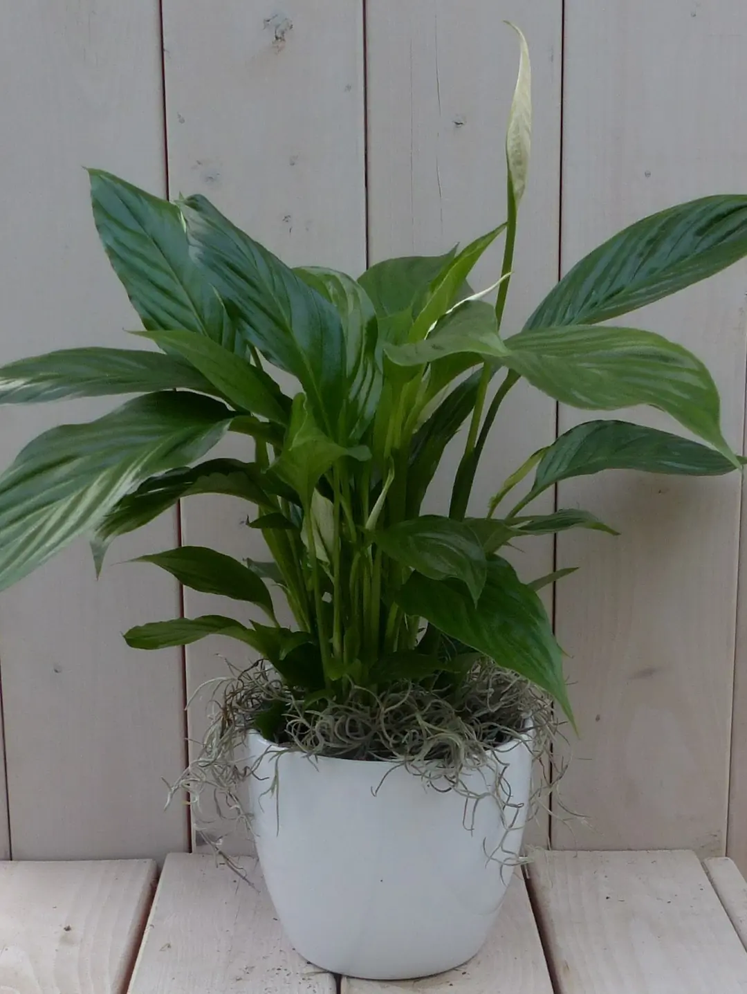 Lepelplant Spathiphyllum witte pot 40 cm Warentuin Natuurlijk