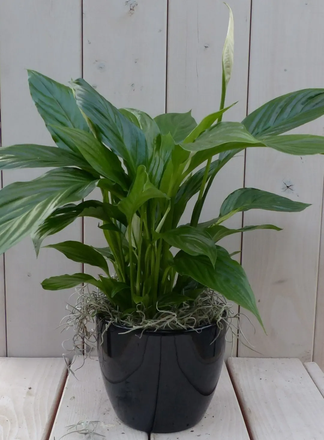 Lepelplant Spathiphyllum zwarte/antraciete pot 40 cm Warentuin Natuurlijk