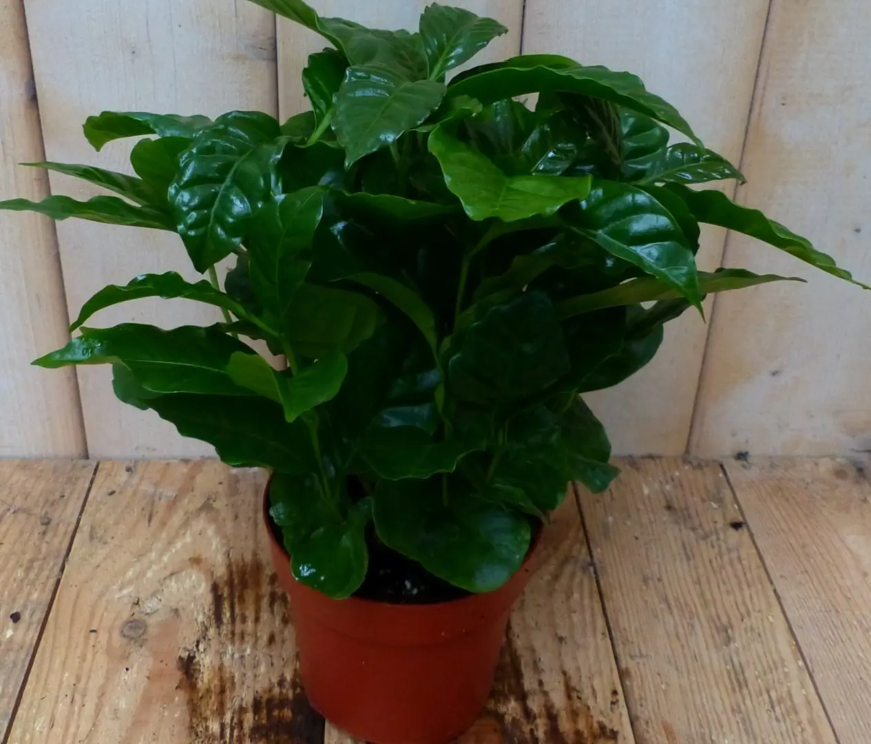 Koffieplant arabica kamerplant Coffea Warentuin Natuurlijk