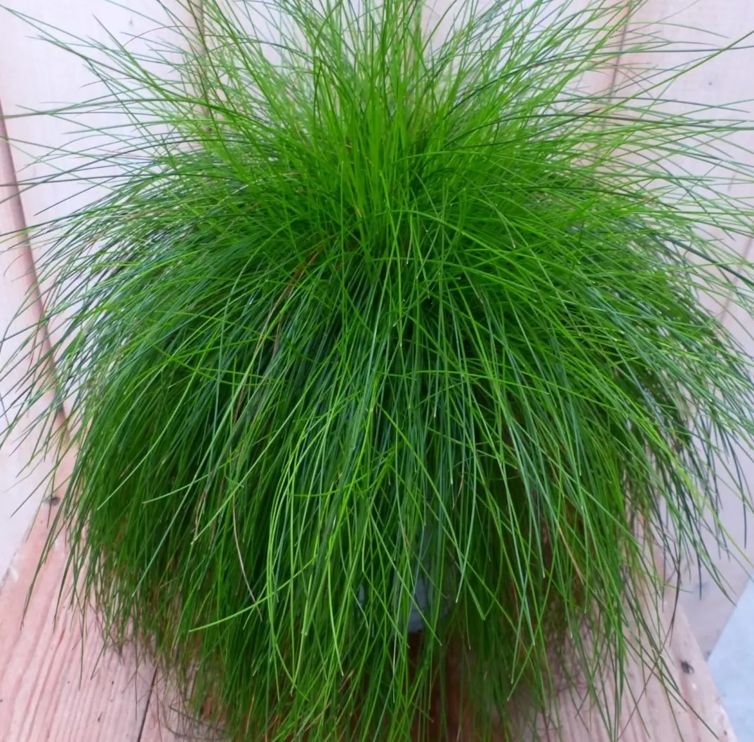 Felgroen gras bol 30 cm Warentuin Natuurlijk