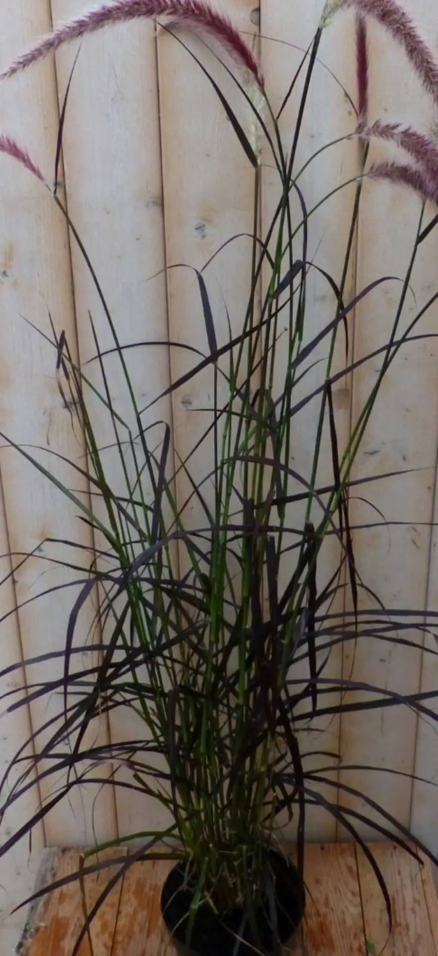 Rood gras 50 cm Imperata Warentuin Natuurlijk
