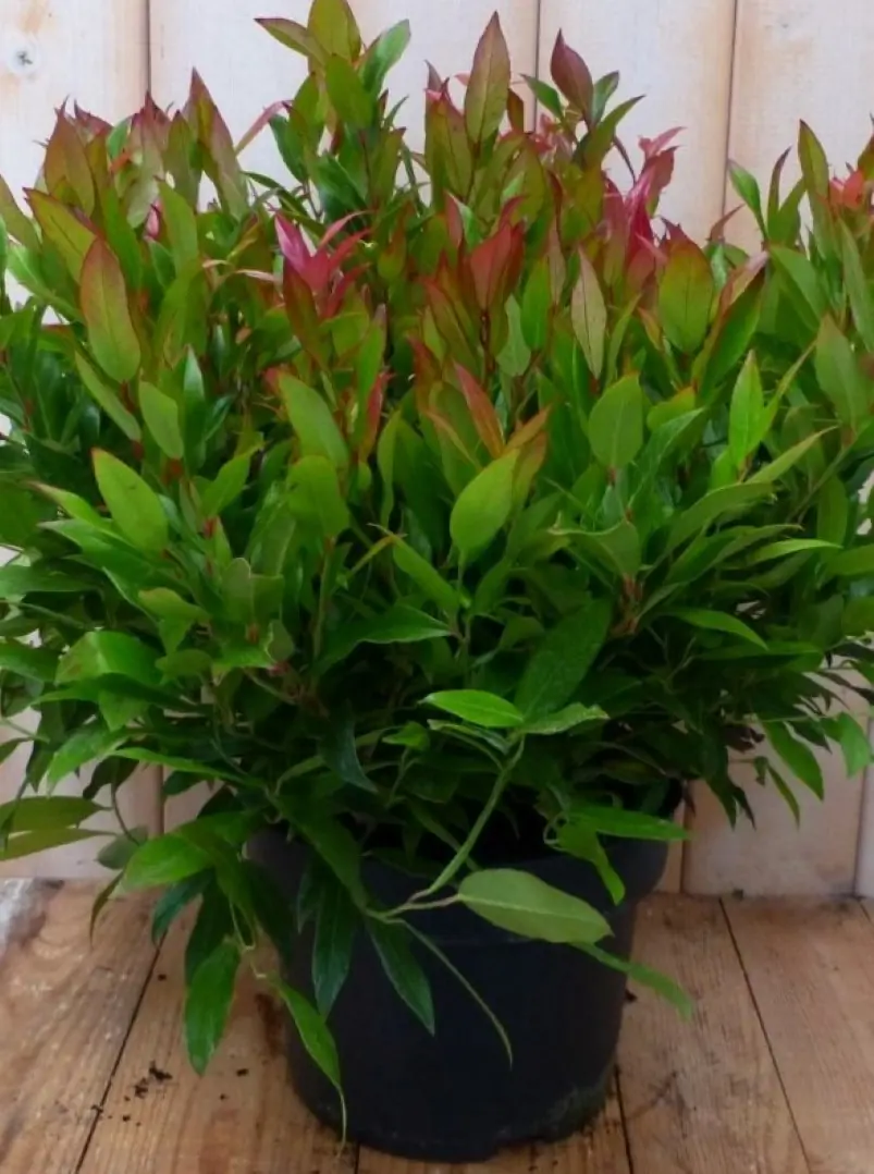 Leucothoe Bladhoudend 50 cm Druifheide Warentuin Natuurlijk