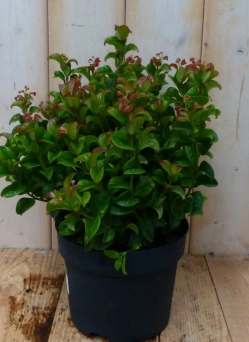 2 stuks! Leucothoe Krullend Blad 30 cm Curley Red Druifheide Warentuin Natuurlijk