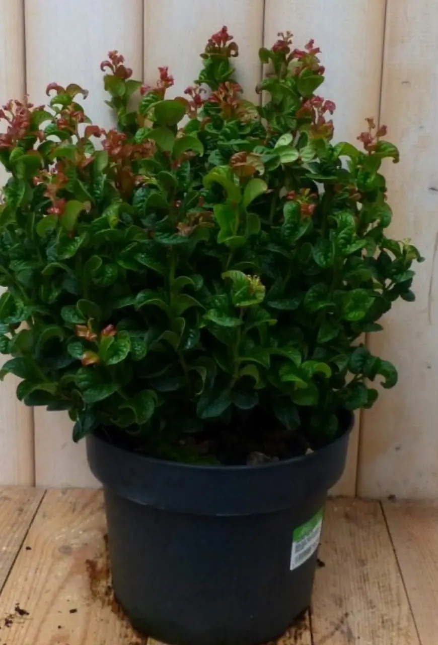Leucothoe Krullend Blad 50 cm Curley Red Druifheide Warentuin Natuurlijk