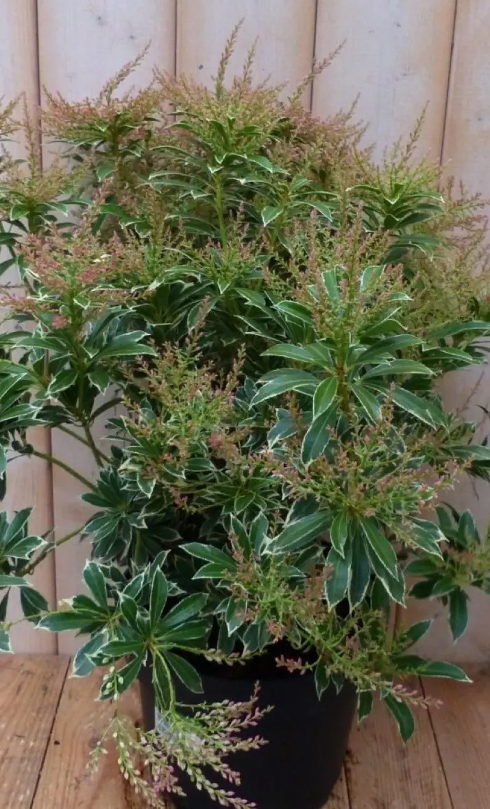 Pieris Witbont Groen 50 cm Warentuin Natuurlijk
