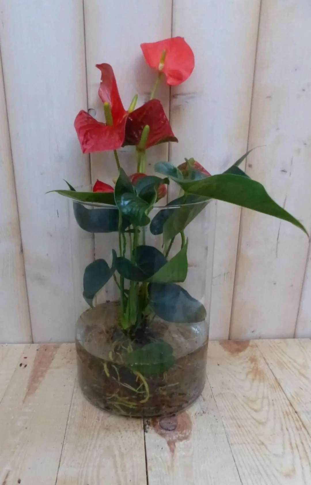 Flamingoplant op water rood 50 cm kamerplant Anthurium Warentuin Natuurlijk