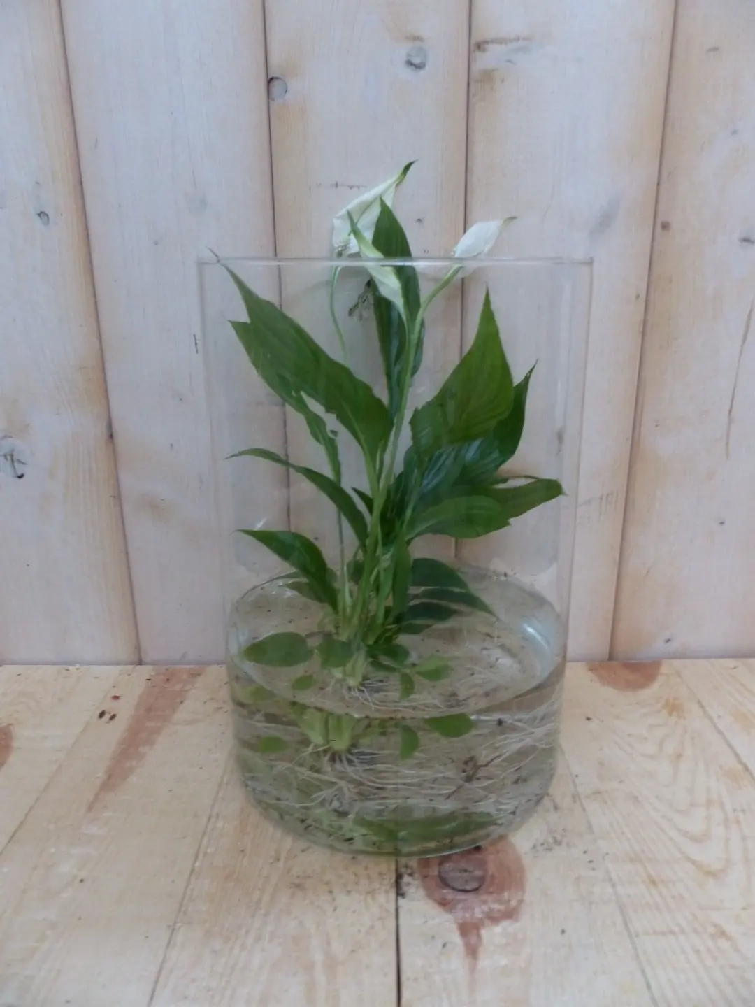 Lepelplant wit op water 40 cm kamerplant Spathiphyllum Warentuin Natuurlijk
