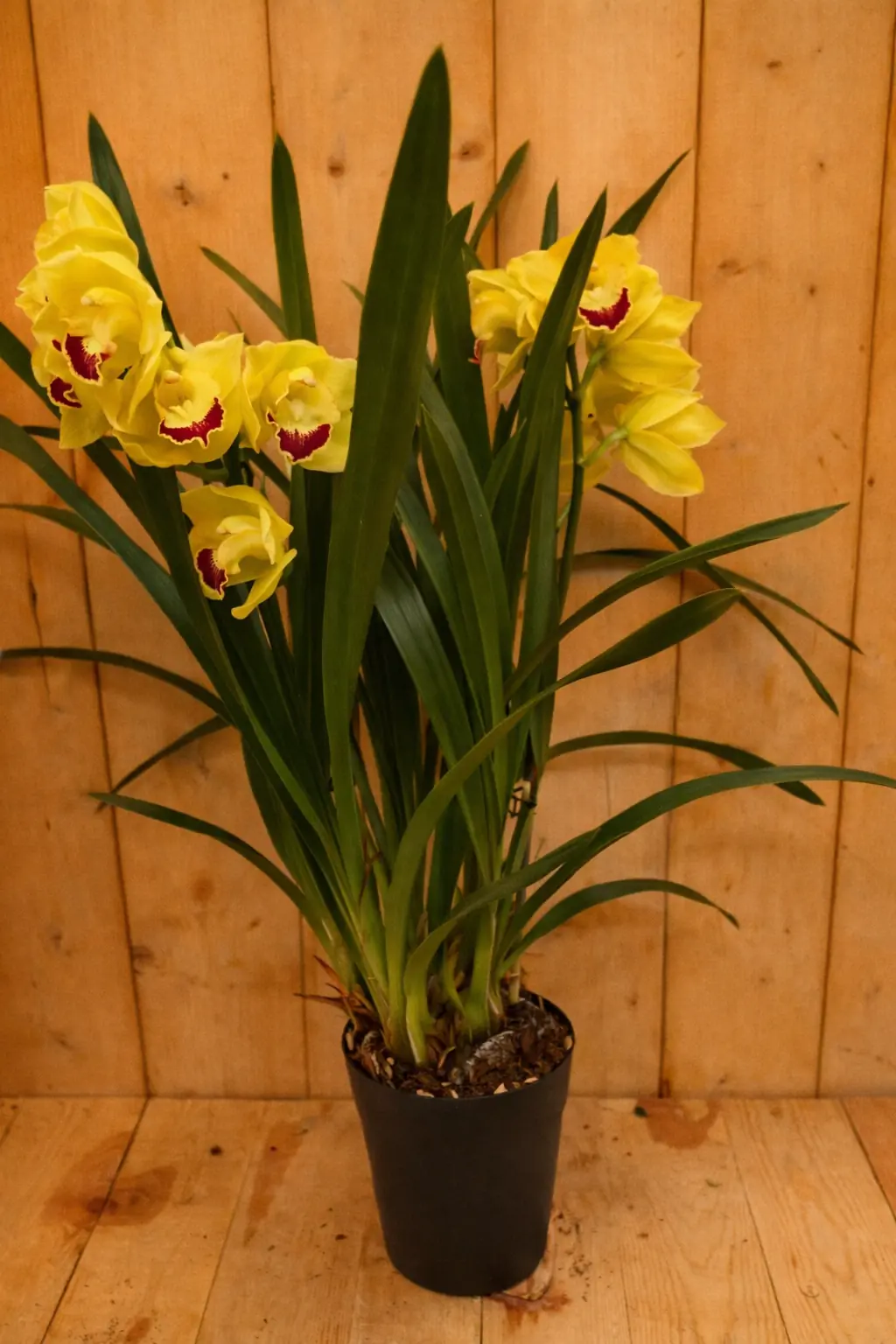 Orchidee Cymbidium 50 cm Geel kamerplant Warentuin Natuurlijk