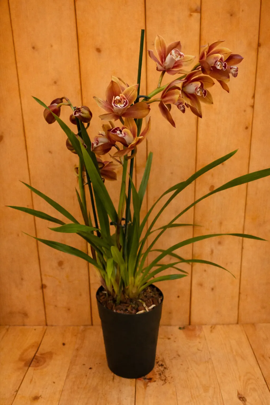 Orchidee Cymbidium 50 cm Rood-Bruin kamerplant Warentuin Natuurlijk