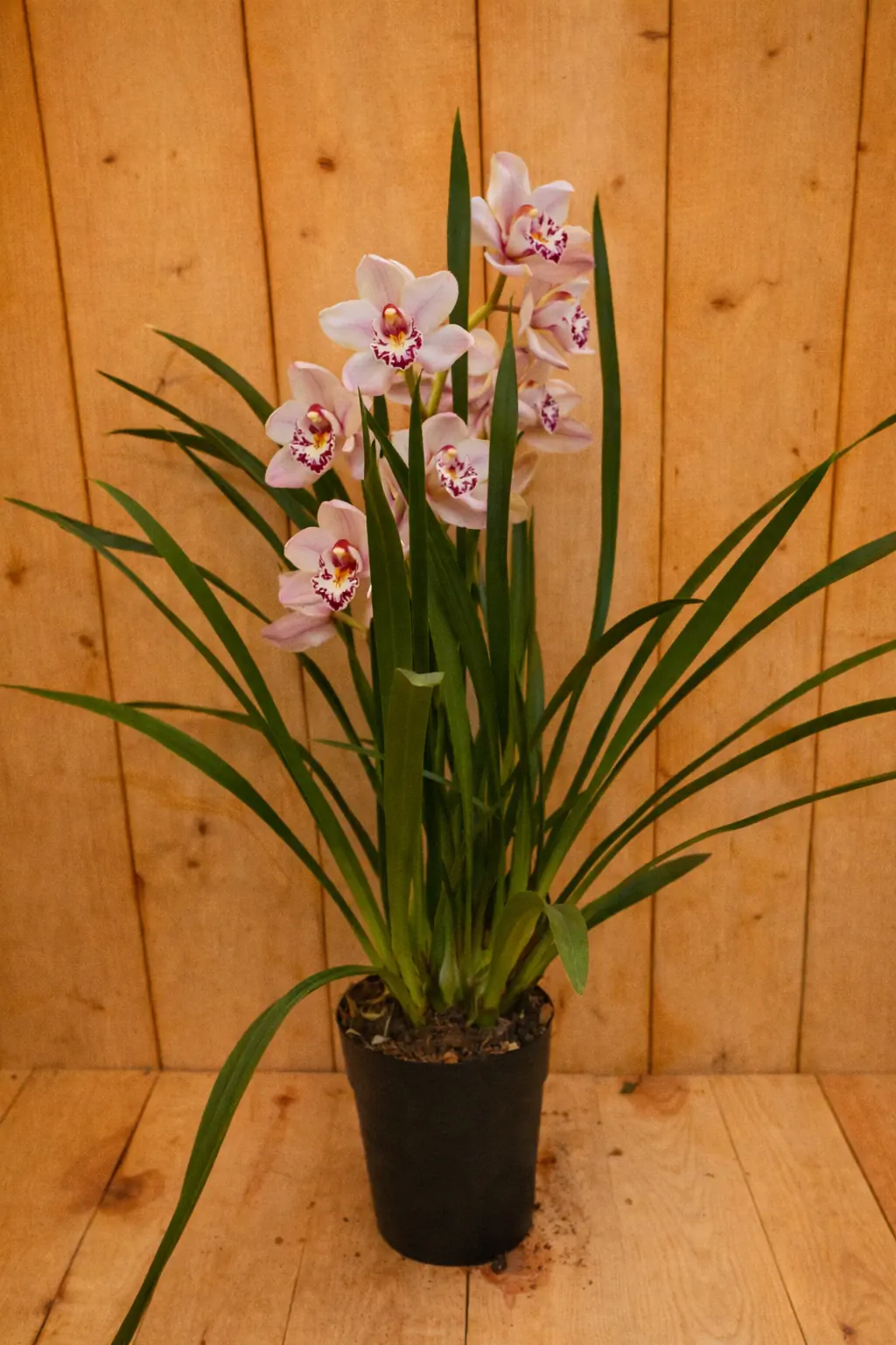 Orchidee Cymbidium 50 cm Roze-Wit kamerplant Warentuin Natuurlijk