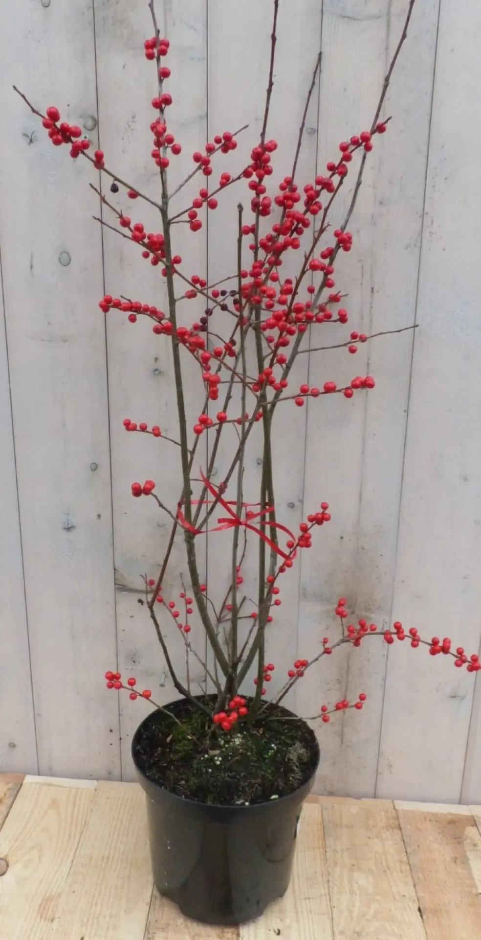 Ilex Verticillata hulst rood Warentuin Natuurlijk