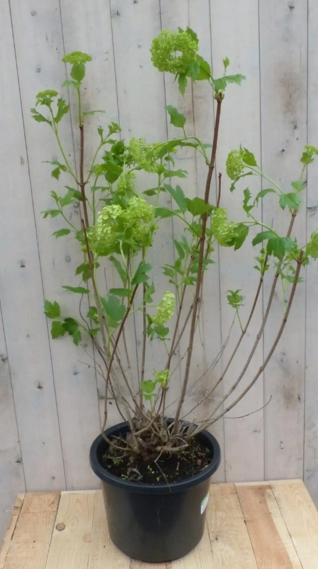 Gelderse roos 100 cm Viburnum Warentuin Natuurlijk