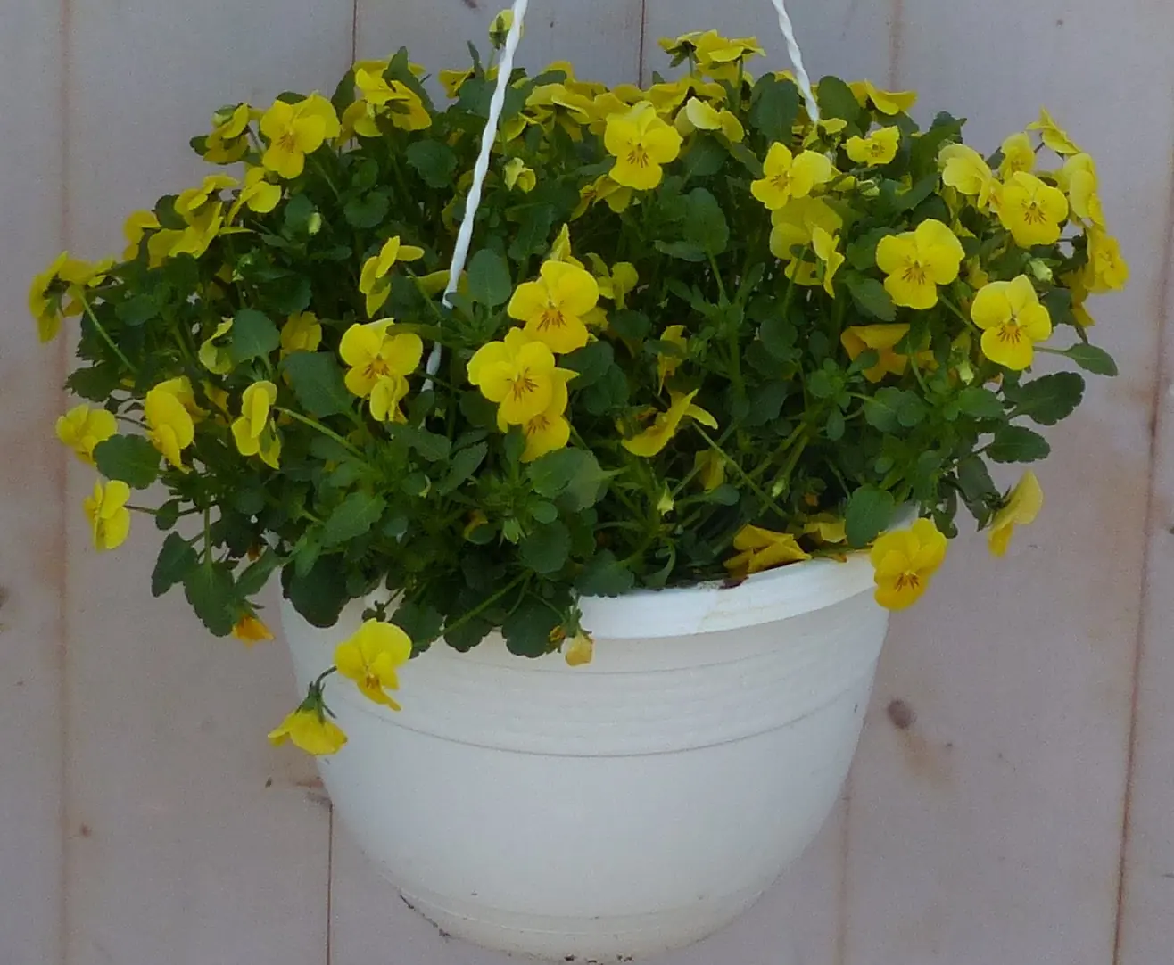 Bosviolen Violen geel hangplant Viola Warentuin Natuurlijk