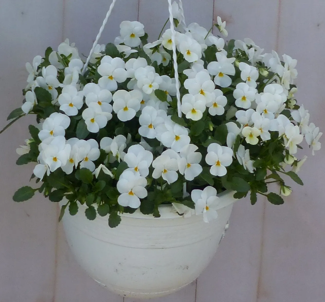 Bosviolen Violen wit hangplant Viola Warentuin Natuurlijk