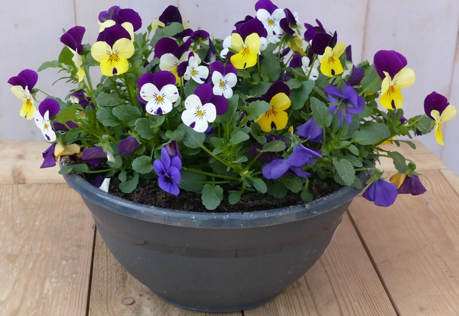 Bosviolen Violen mix kleuren in een grote schaal Viola Warentuin Natuurlijk