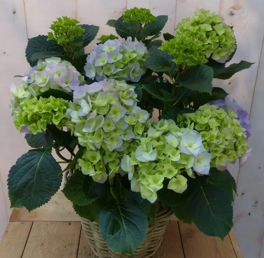 Hortensia Hydrangea in een mand blauw Warentuin Natuurlijk