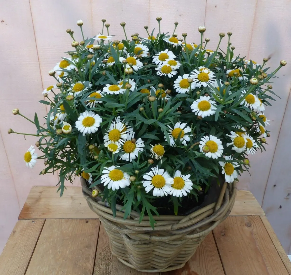 Magriet wit in mand Leucanthemum Warentuin Natuurlijk
