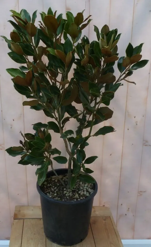 Wintergroene magnolia 100 cm Magnolia Warentuin Natuurlijk