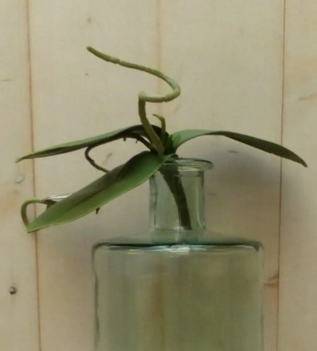 Kunst vlinderorchidee bladeren los Warentuin Mix