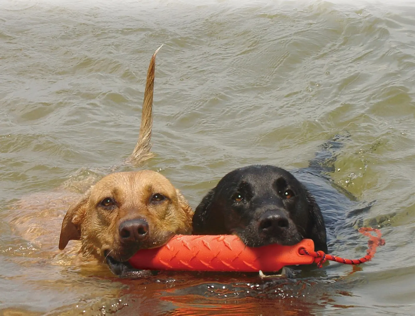 Hond Training dummy large Kong Gebr. de Boon