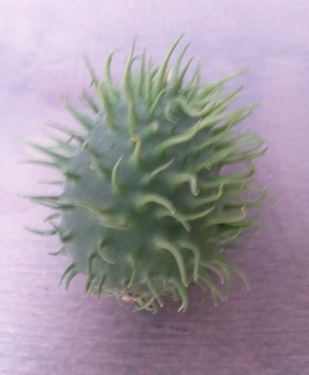 Doornappel stekel groen