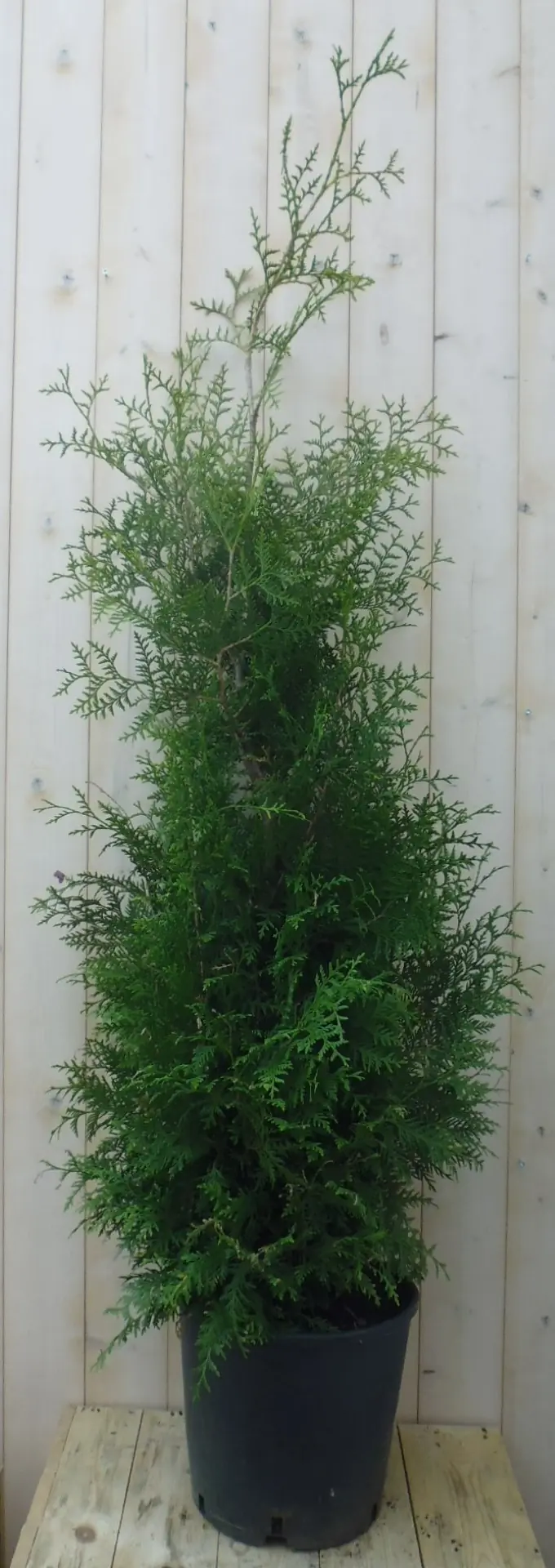 Conifeer Brabant 150 - 180 cm Thuja Warentuin Natuurlijk