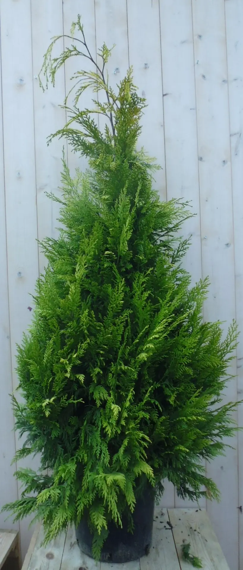Conifeer Stardust 150 cm Thuja Warentuin Natuurlijk