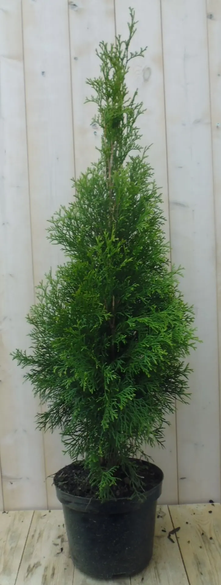 Conifeer Thuja Smaragd 150-180 cm Levensboom Warentuin Natuurlijk