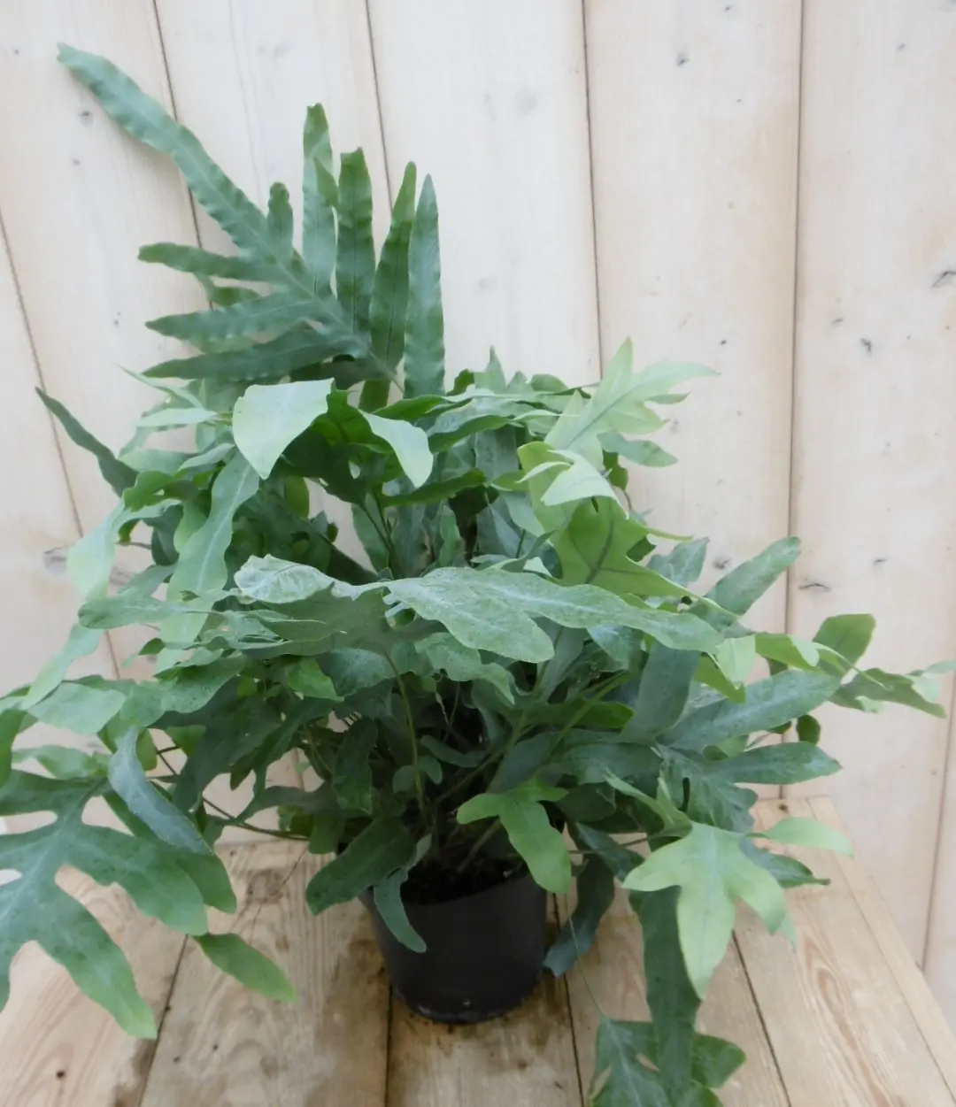 Varen IJzervaren Phlebodium 50 cm kamerplant Warentuin Natuurlijk
