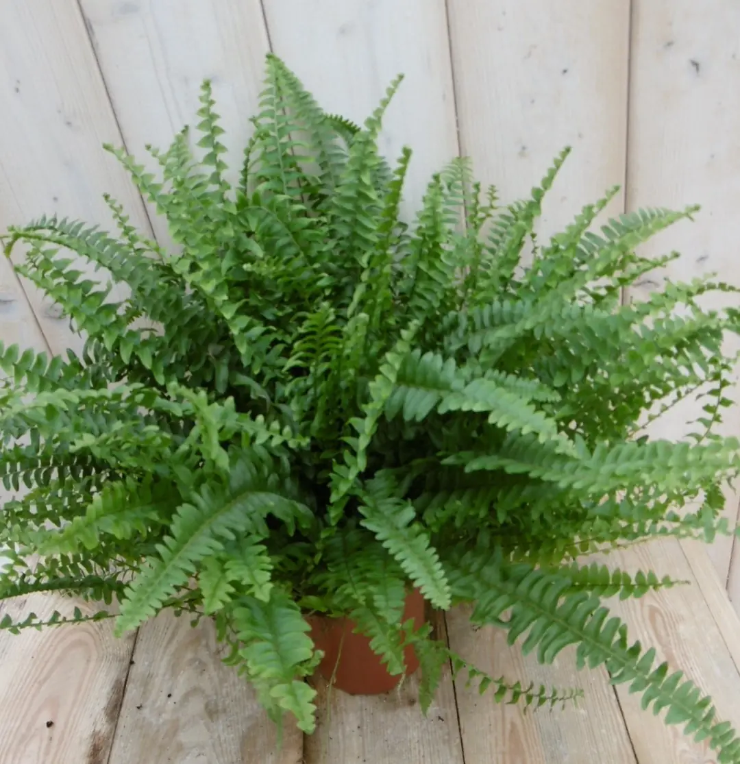 Varen koningsvaren Nephrolepis 20 cm kamerplant Warentuin Natuurlijk