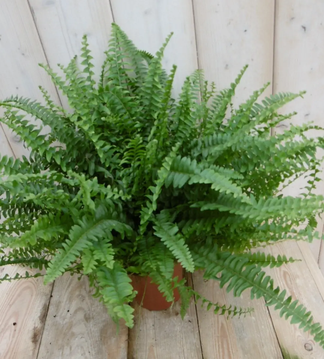 Varen koningsvaren Nephrolepis 40 cm kamerplant Warentuin Natuurlijk