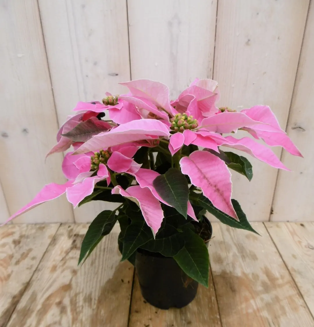 2 stuks! Patio Kerstster Princettia roze Euphorbia Warentuin Natuurlijk