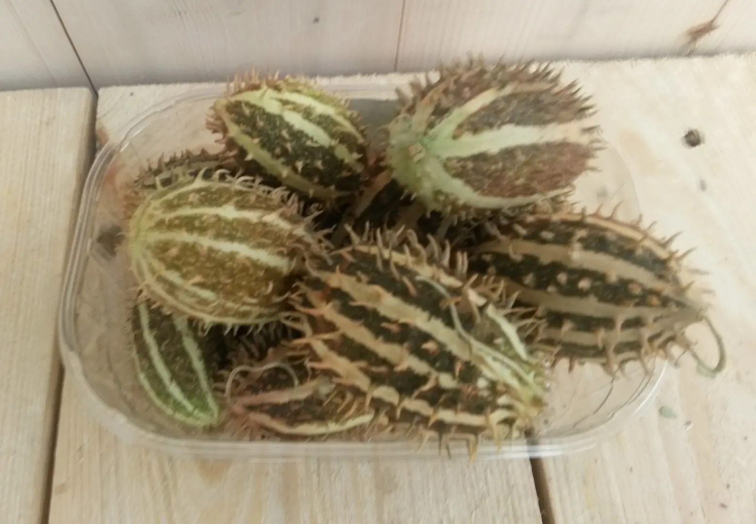 Decoratievruchten Warentuin Natuurlijk