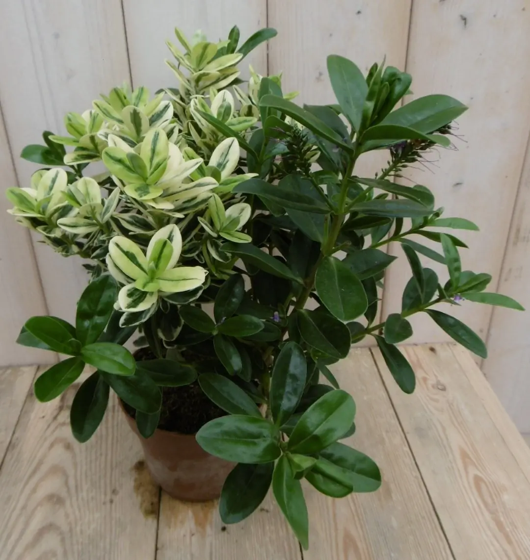 3 stuks! Veronica Hebe Andersonii roze bont en groen blad Warentuin Natuurlijk