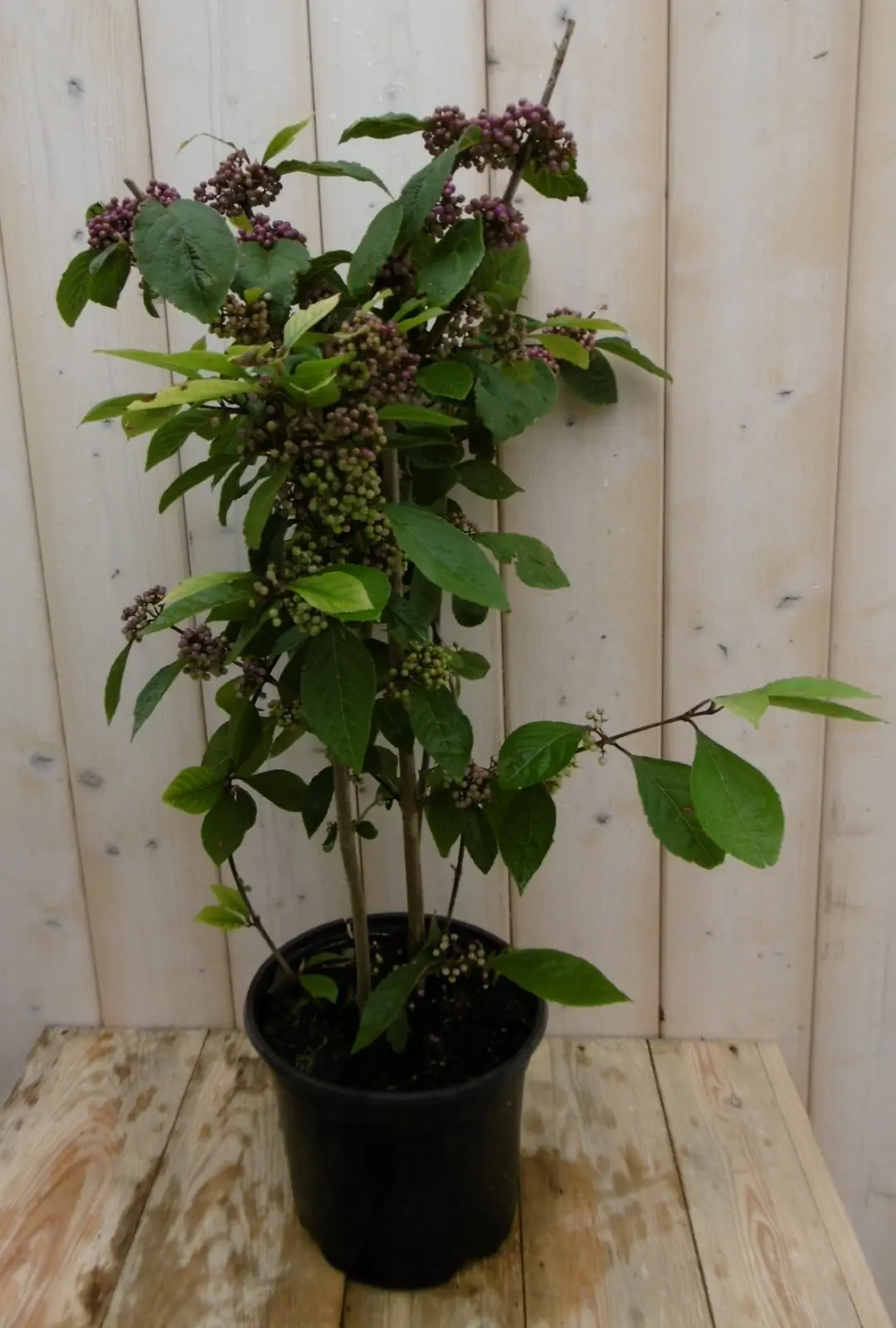 Callicarpa schoonvrucht Warentuin Natuurlijk