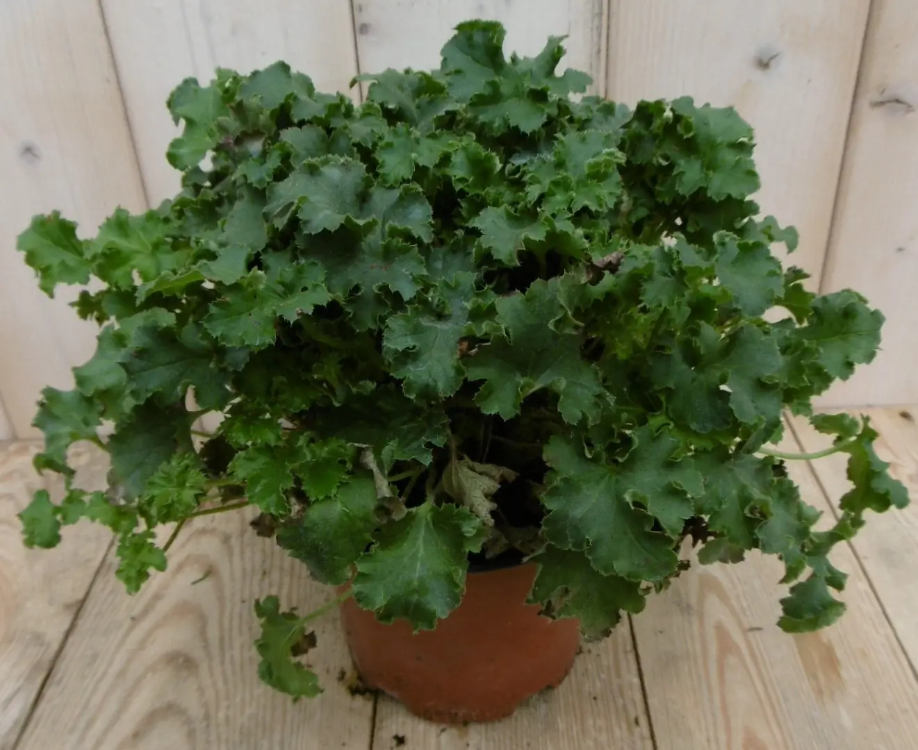 2 stuks! Heuchera Purperklokje donkergroen tot lichtgroen Warentuin Natuurlijk