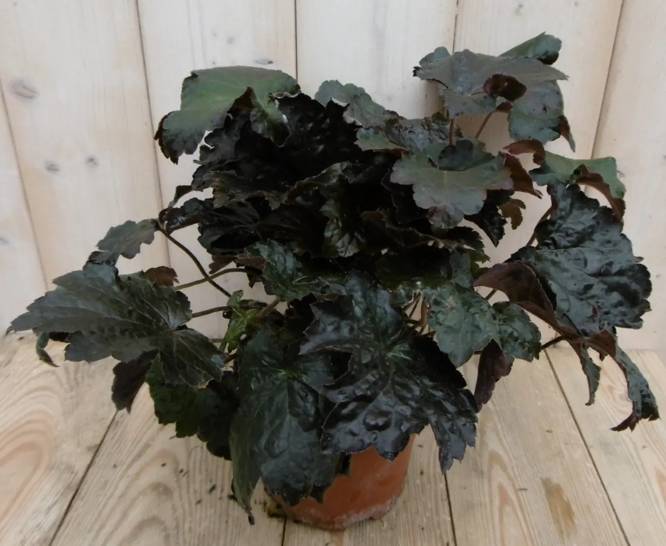 2 stuks! Heuchera Purperklokje donkerrood tot licht rood a zwart Warentuin Natuurlijk