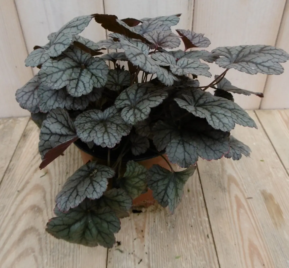 2 stuks! Heuchera Purperklokje grijs/rood tot licht rood Warentuin Natuurlijk